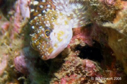 "Juvenile Spiny Rockfish"   Gives me the "eye" while tryi... by Bill Stewart 